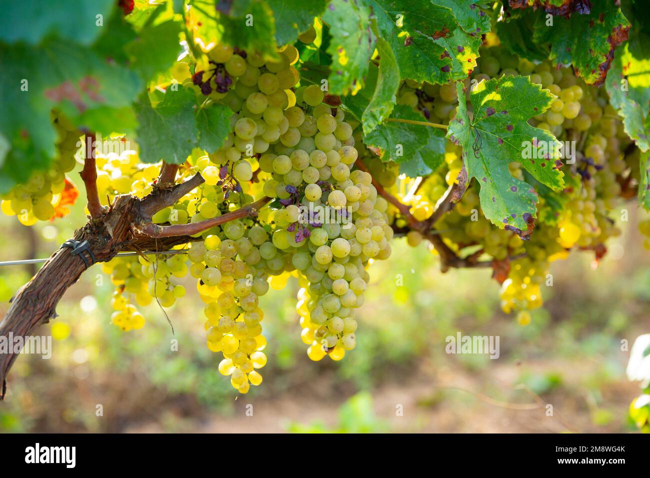 White grapes growing on vine in vineyard Stock Photo - Alamy