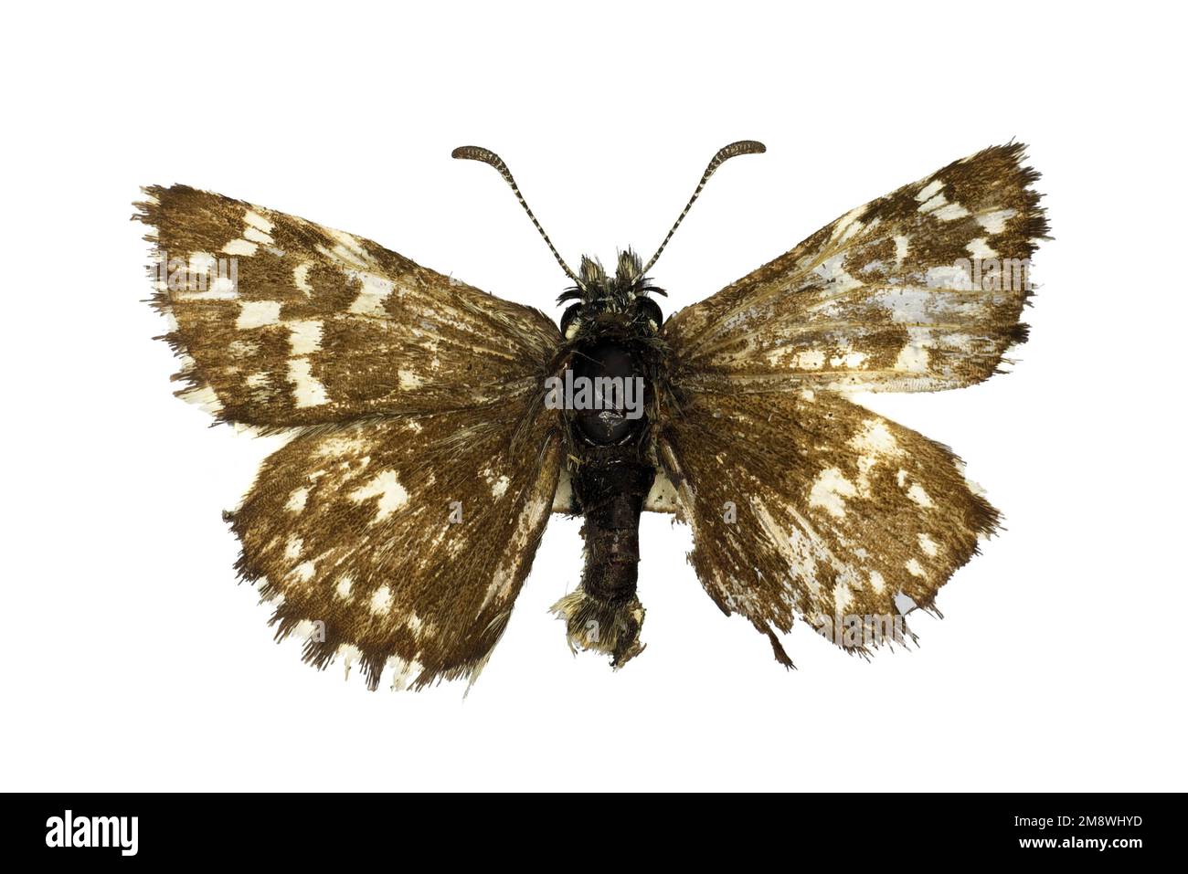 Pyrgus malvae, the grizzled skipper (family Hesperiidae), a butterfly, 50 years old specimen from butterfly collection. Stock Photo