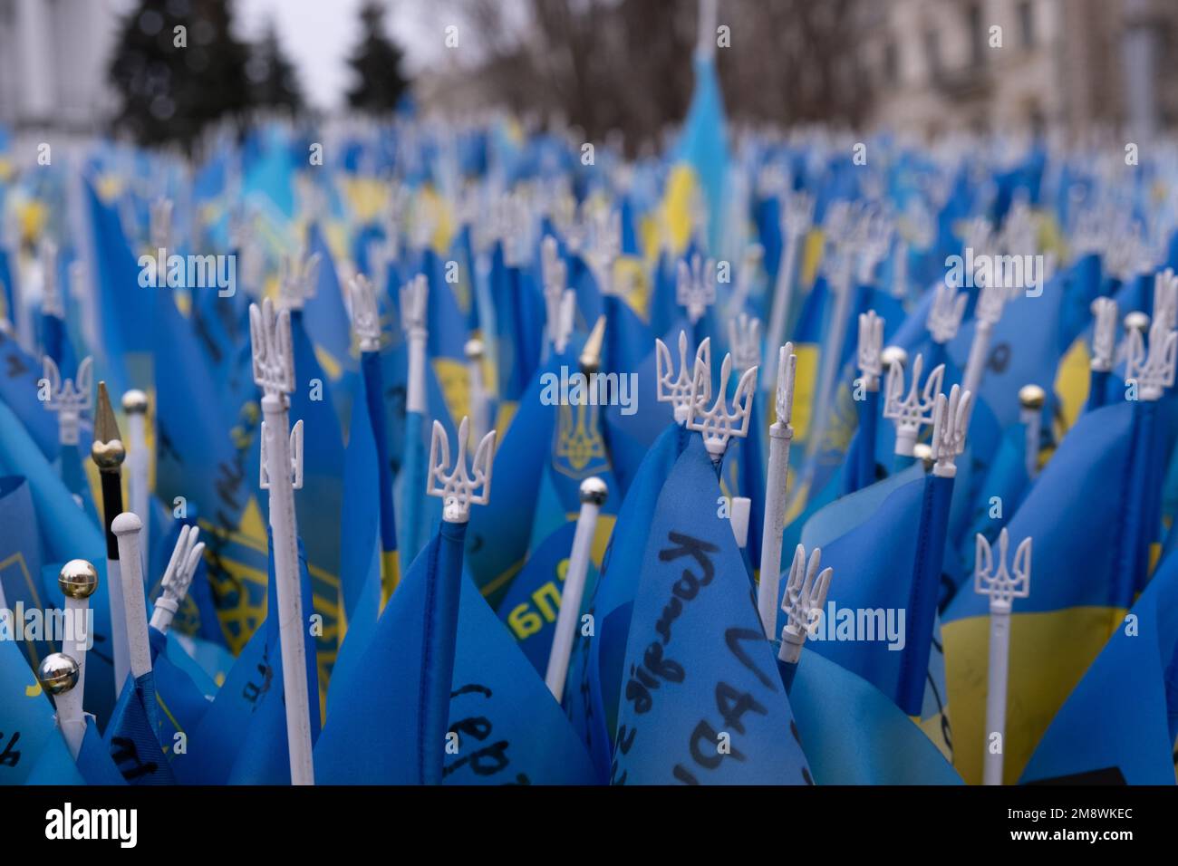 Many blueyellow flags of Ukraine with tridents on the main square of