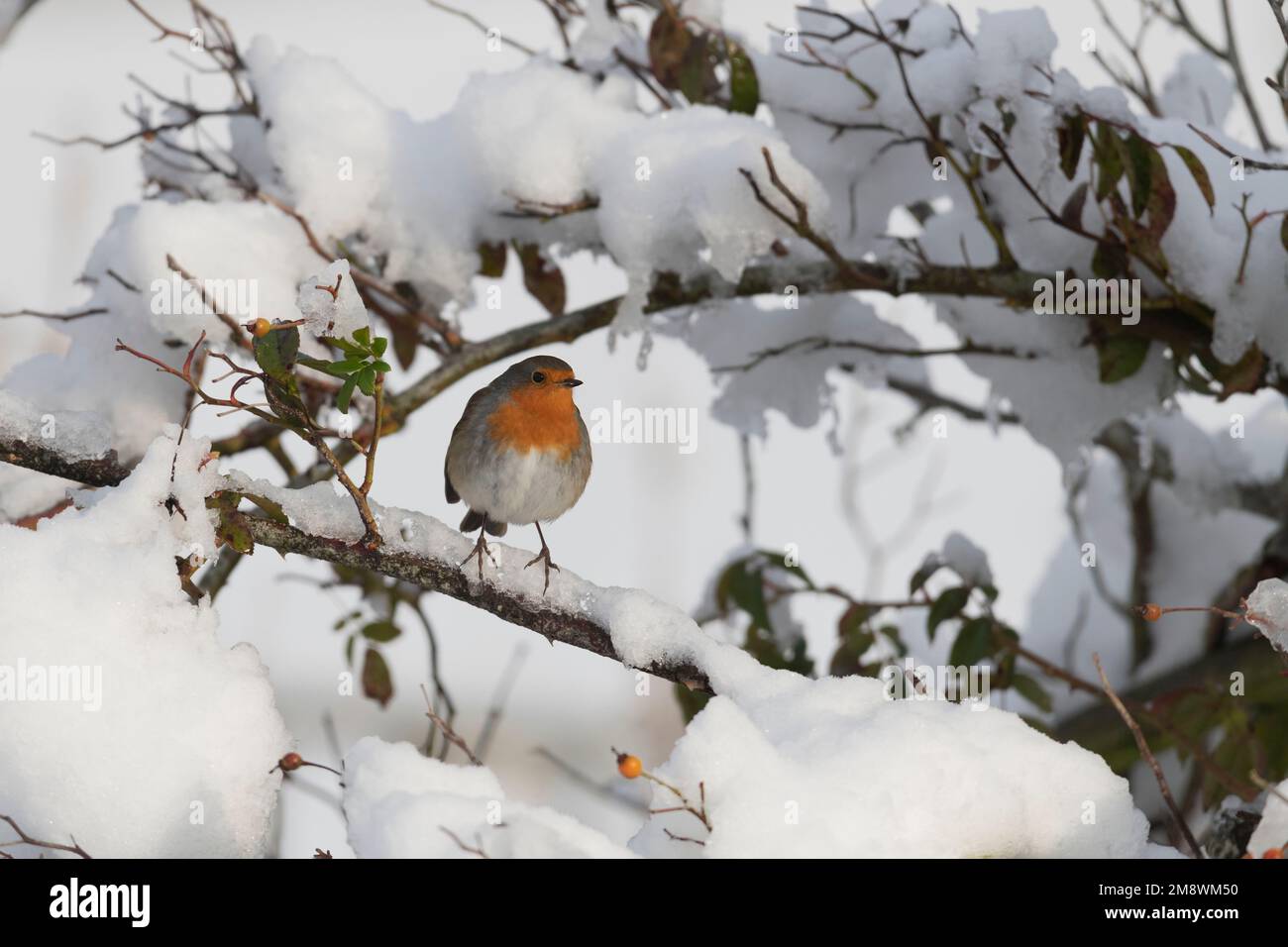 A Robin (Erithacus Rubecula) in Winter Sheltering in a Snow Covered Rosebush in Sunshine Stock Photo
