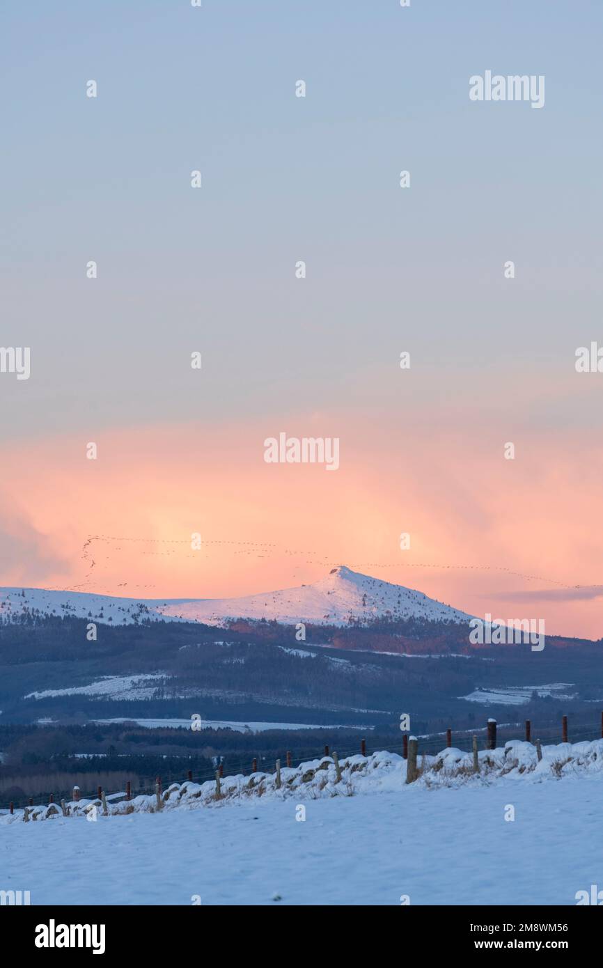A Scenic View of Snowcapped Bennachie in Late Afternoon Winter Sunshine with a Large Flock of Geese Visible Above the Horizon Stock Photo