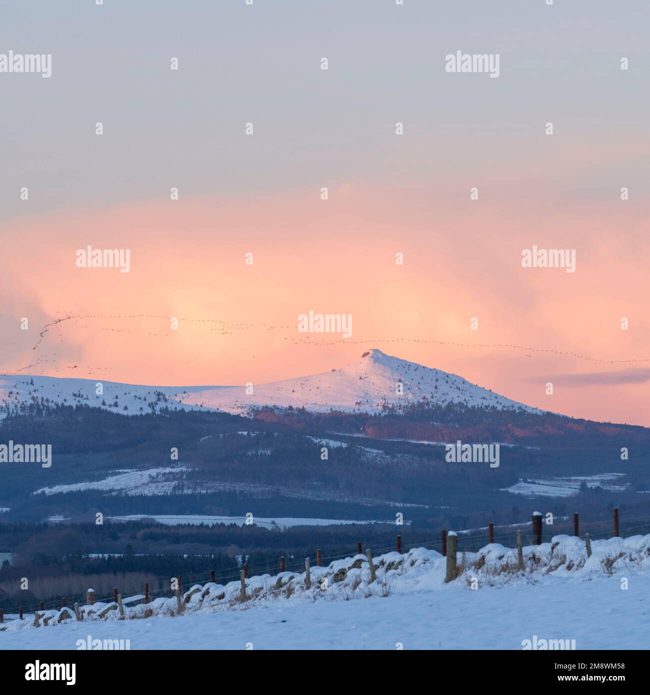 Pink Clouds Above Bennachie in Aberdeenshire with a Large Flock of Geese Flying Over the Snow-capped Summit of Mither Tap Stock Photo