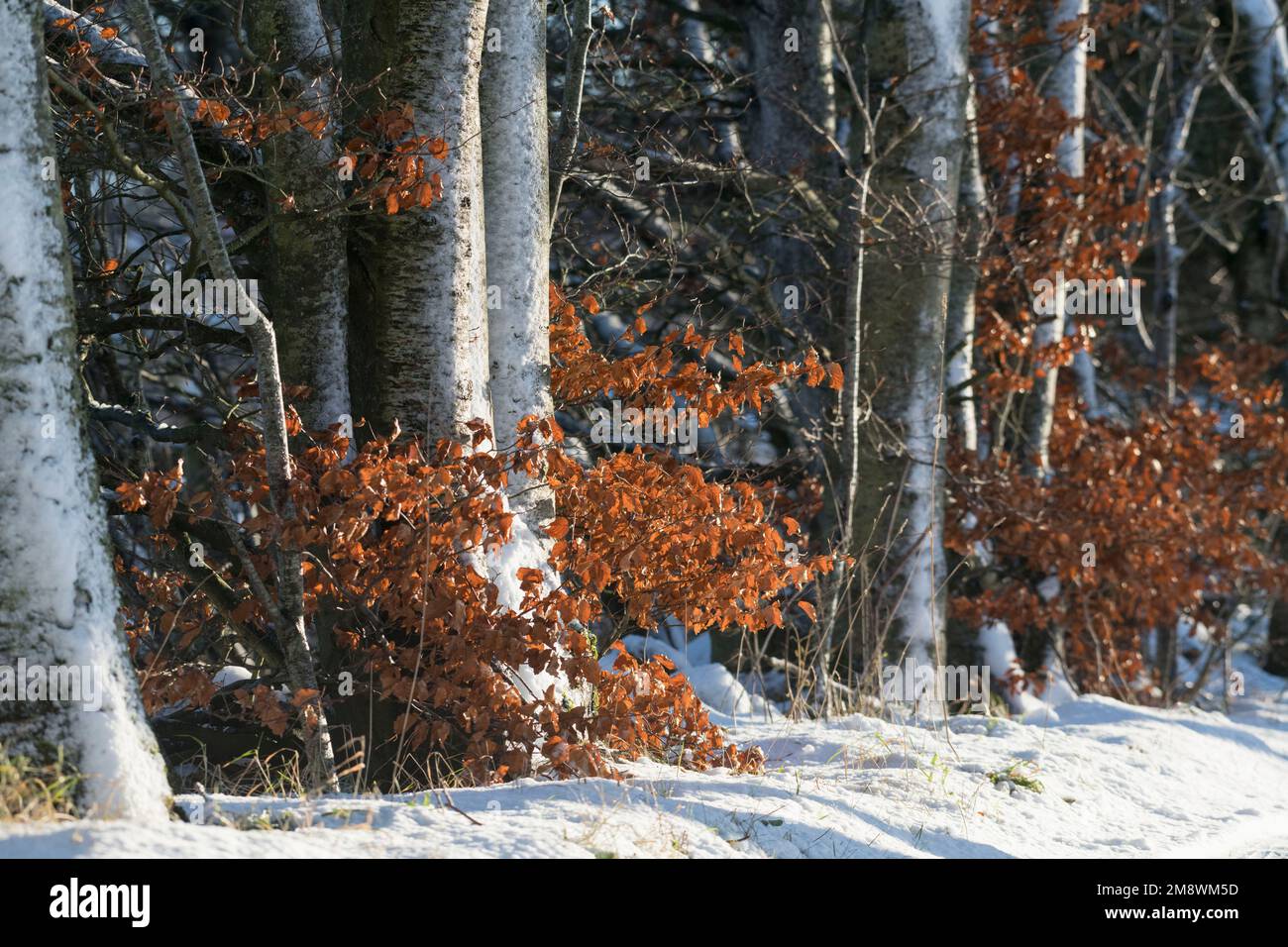 A Line of Beech Trees (Fagus Sylvatica) In Winter with Snow-Covered Trunks and Retaining Their Dead Leaves Stock Photo