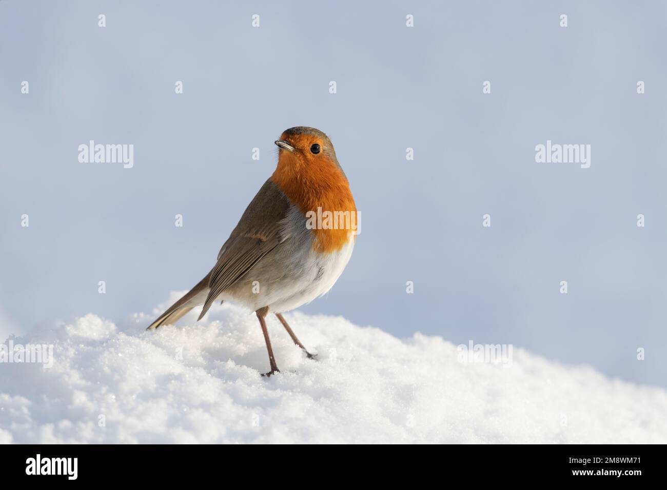 A Robin Redbreast (Erithacus Rubecula) Stood on the Ground in Snow in Winter Sunshine Stock Photo