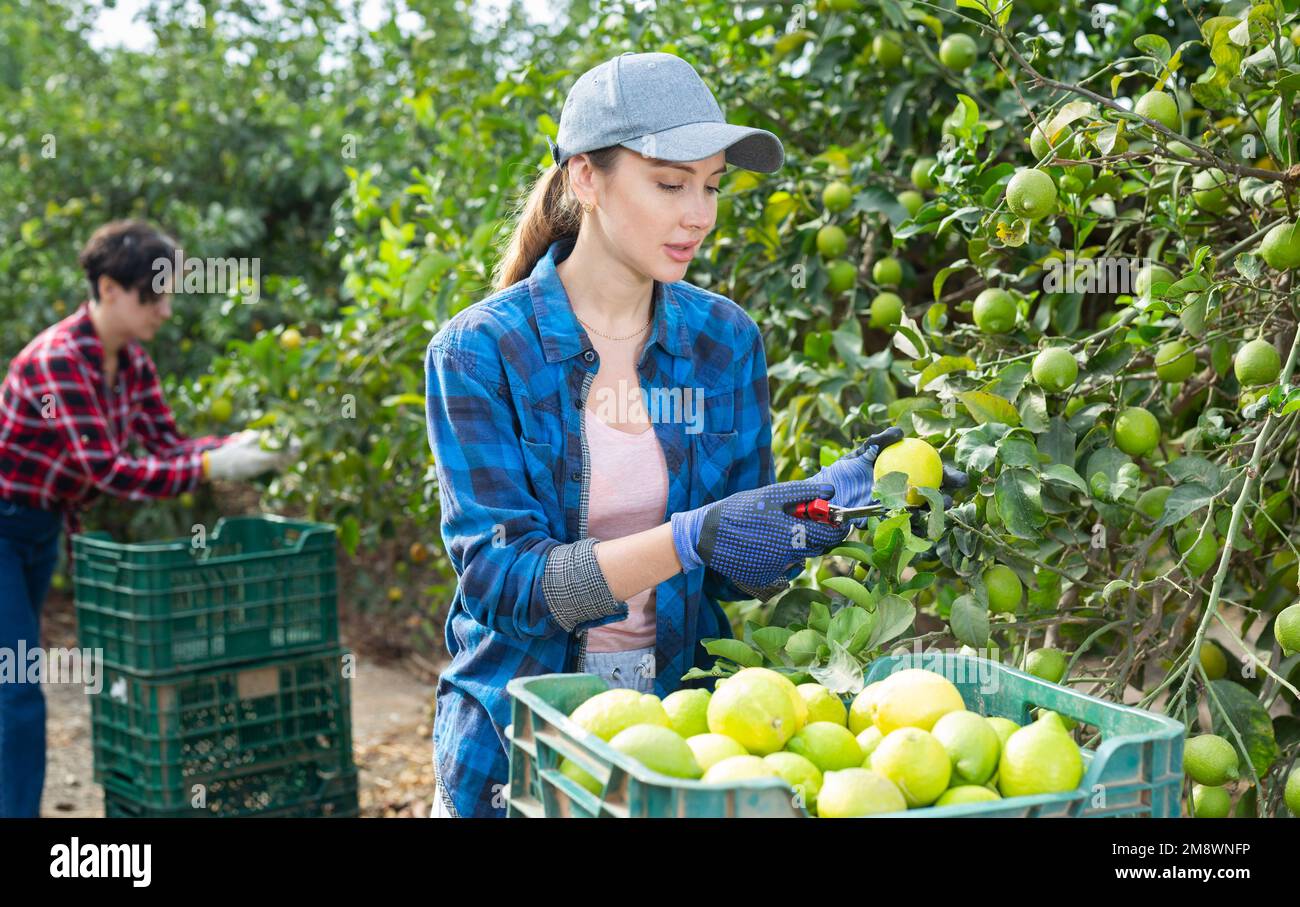 Female farmer holding branches of lemon tree with lemons, picking