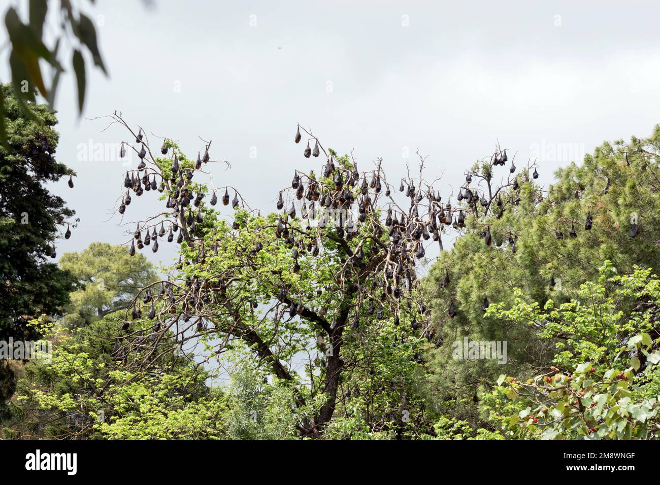 fruit bats have black wings and red furry heads and hang upside down from trees Stock Photo