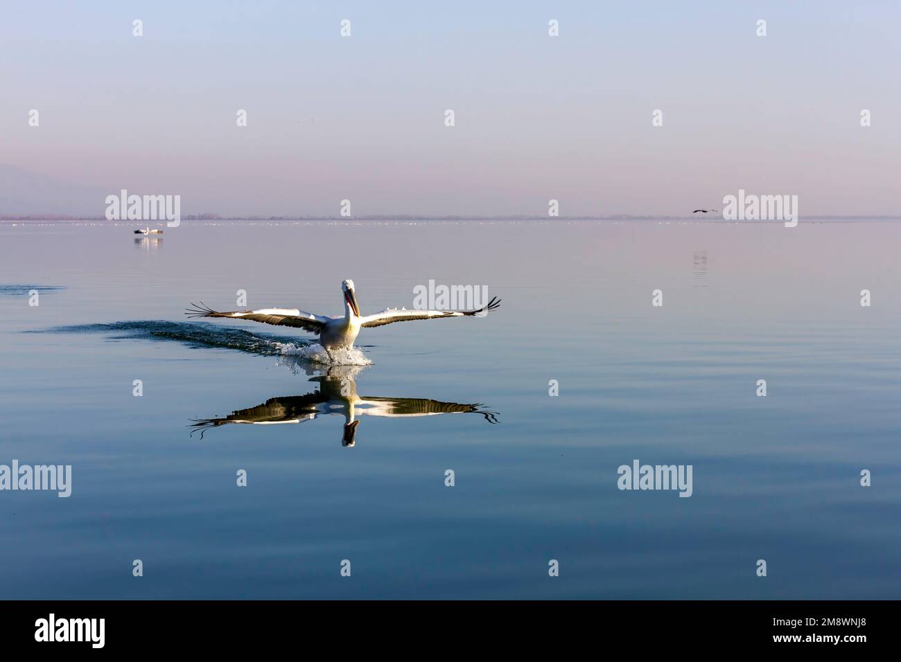 Dalmatian pelican just touching the water surface of Lake Kerkini, in Serres region, Macedonia, Greece, Europe. Stock Photo