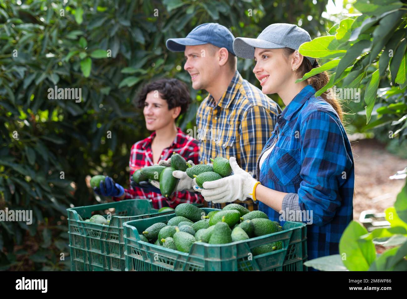 Three farmers posing with harvest of avocado in orchard Stock Photo Alamy