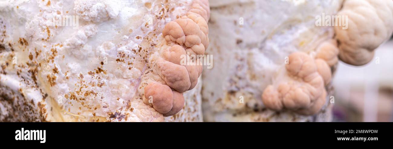 Close-up of grown medium with lion mane mushrooms Stock Photo