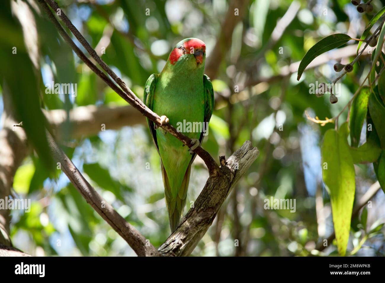 the musk lorikeet is a green bird with red over the beak with red on its cheeks Stock Photo