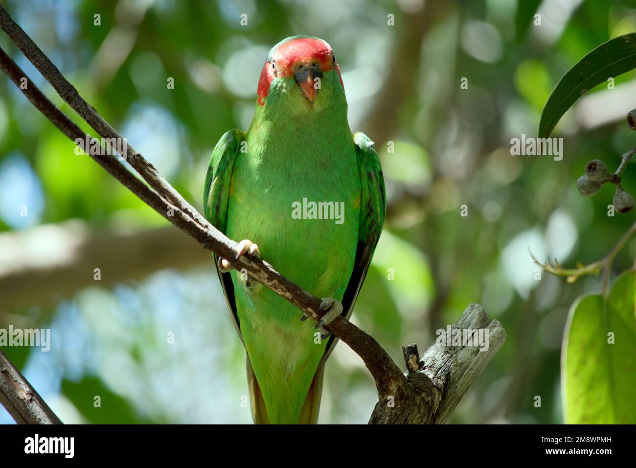 the musk lorikeet is a green bird with red over the beak with red on its cheeks Stock Photo