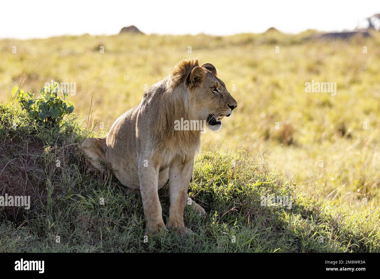 Male lion lioness watch hi-res stock photography and images - Alamy
