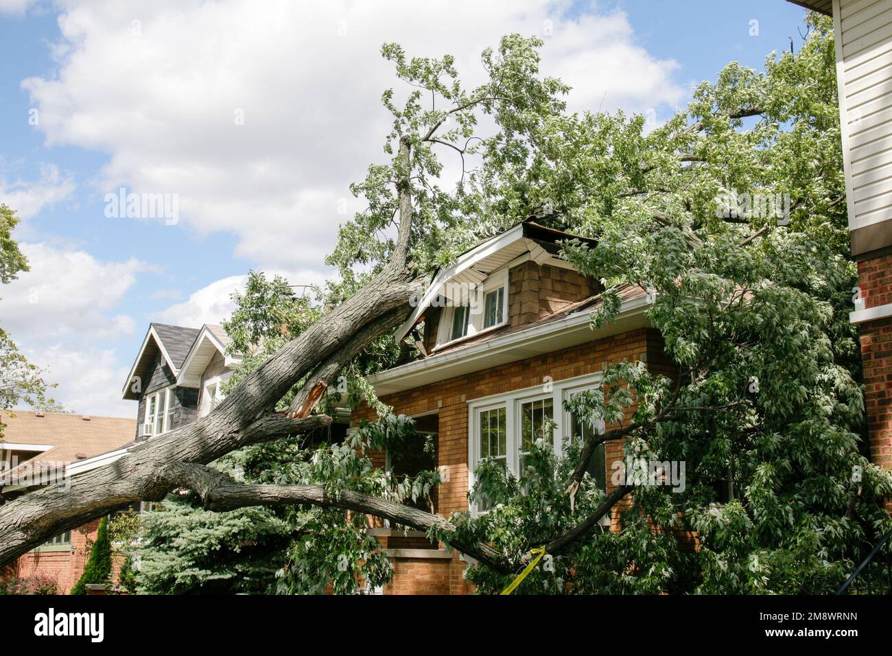 Aftermath of maple tree falling on house during a windstorm. Stock Photo