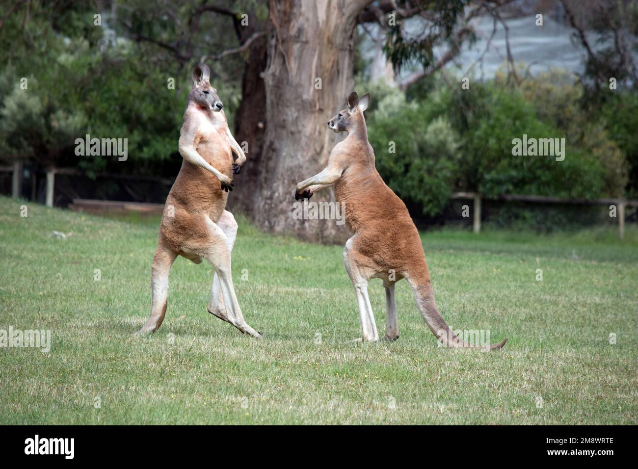 Kangaroo tail long hi-res stock photography and images - Alamy