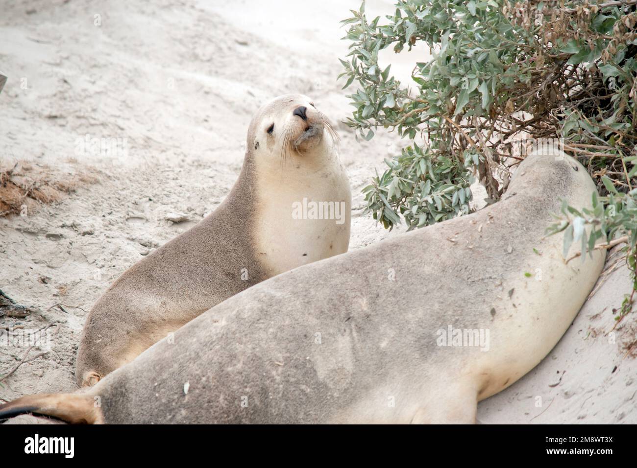the sealion is white on the bottom and grey on top Stock Photo