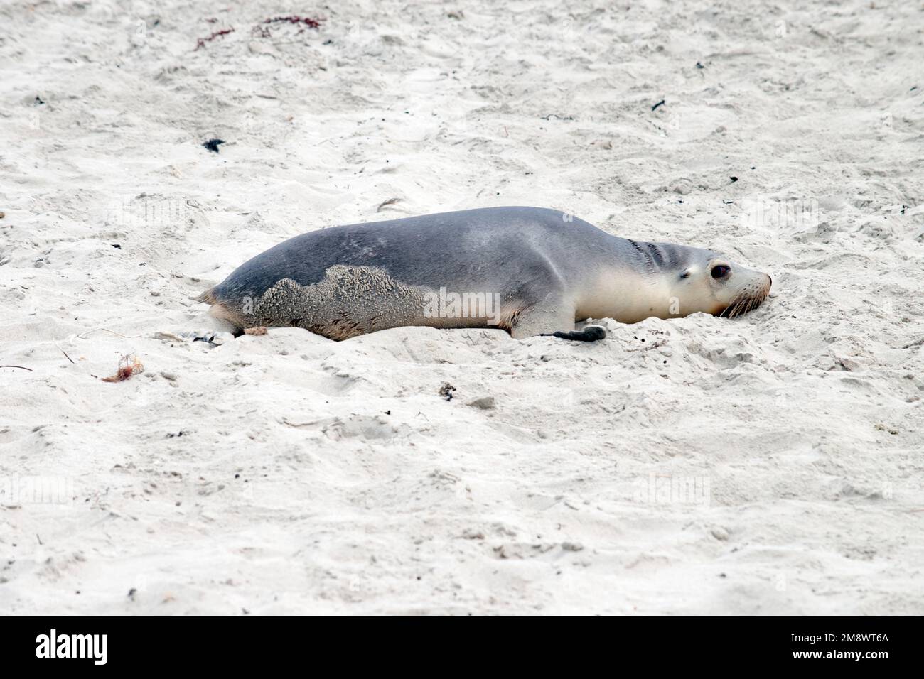 the sea lion pup is resting on the sand at Seal Bay Stock Photo