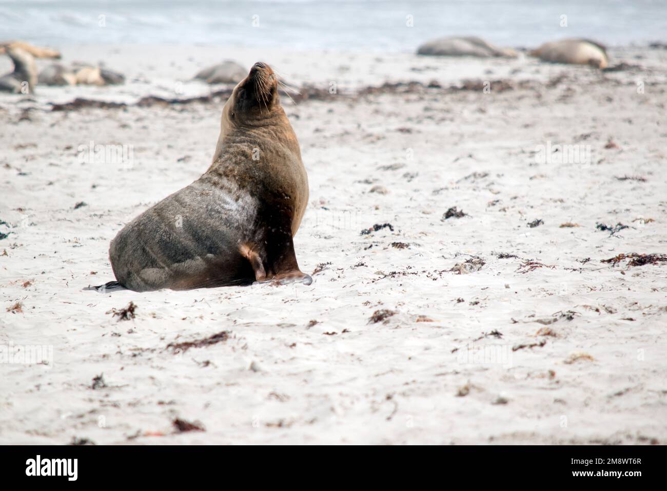the male sea lion is walking on the beach looking for a place to rest Stock Photo