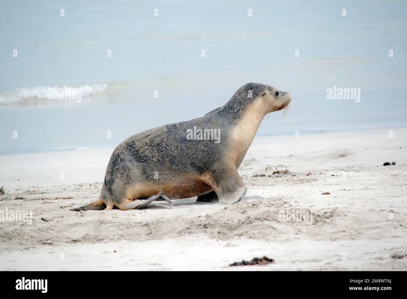 the sea lion pup is walking along the beach looking for his mother to return from fishing Stock Photo
