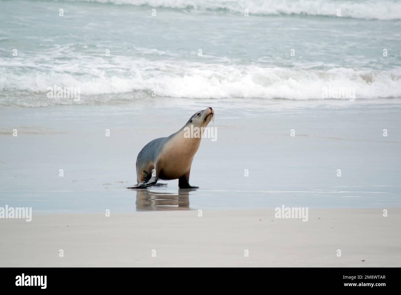the sea lion is coming ashore at seal bay Stock Photo