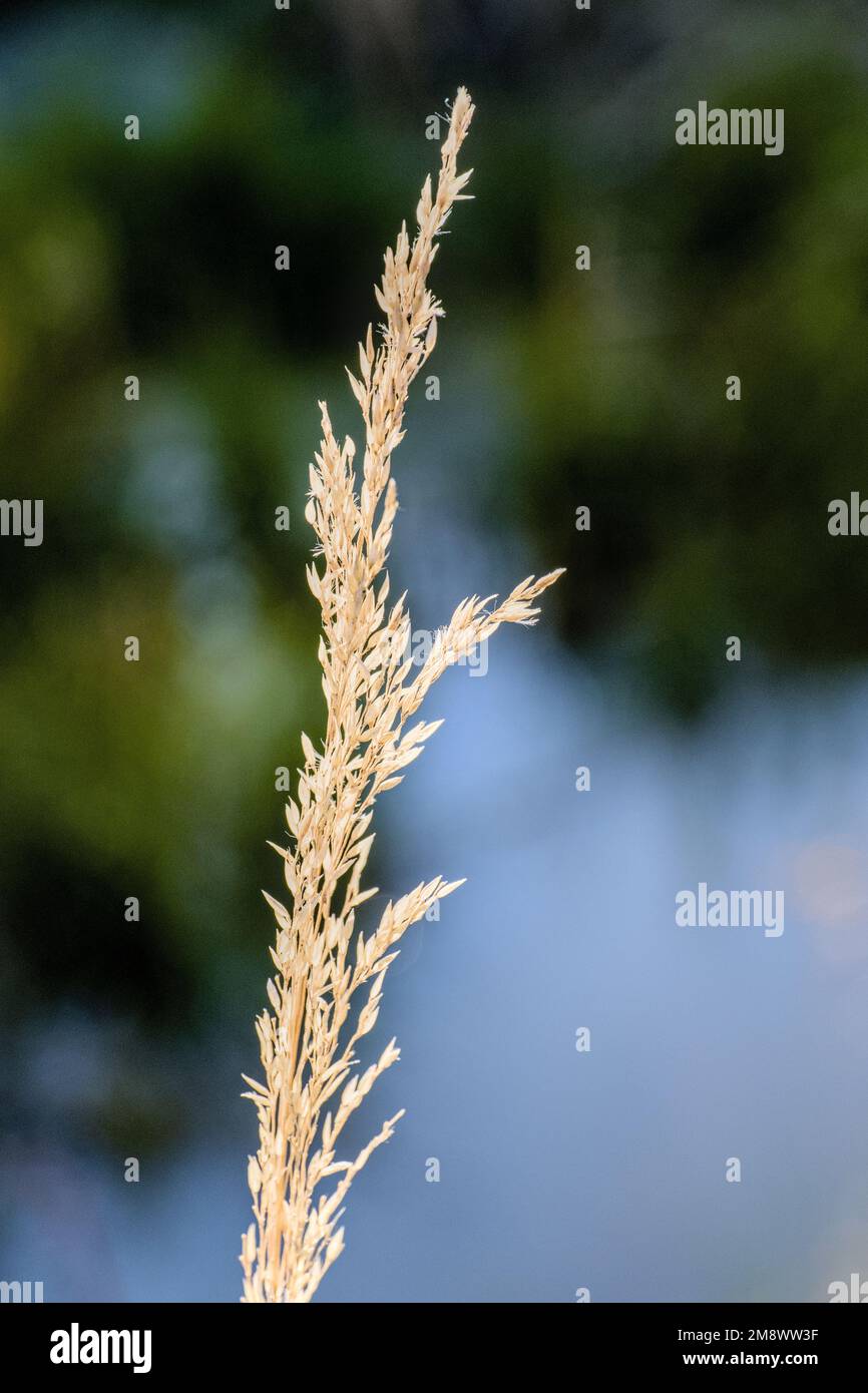 A vertical shot of a Calamagrostis Arundinacea bunch grass with blurred background Stock Photo