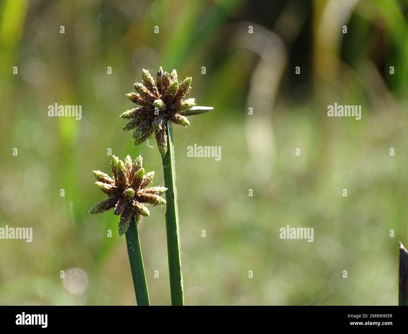 Scirpus lacustris hi-res stock photography and images - Alamy