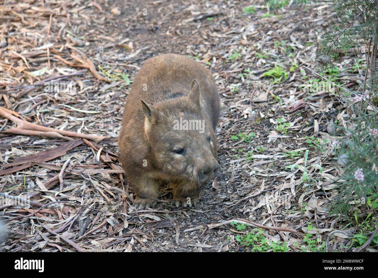 White marsupial hi-res stock photography and images - Alamy
