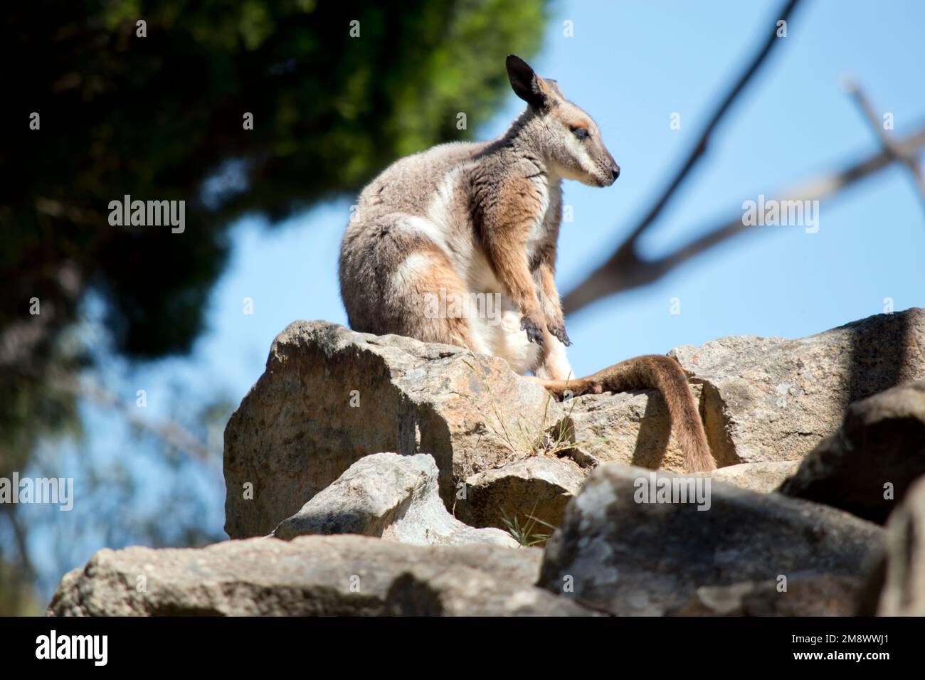 the yellow footed rock wallaby has a grey back and white front with tan