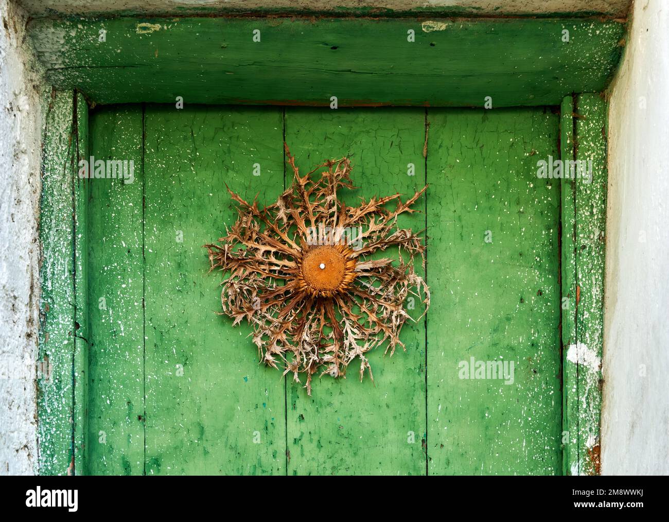 Eguzkilore (Carlina acanthifolia) nailed on a door, to avoid witches, spirits and protect the house, according to Basque mythology. Stock Photo