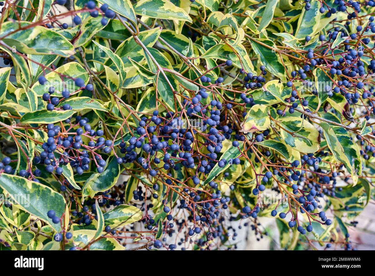 Ligustrum japonicum Variegata, also known as Japanese privet, variegated privet or variegated privet. Stock Photo