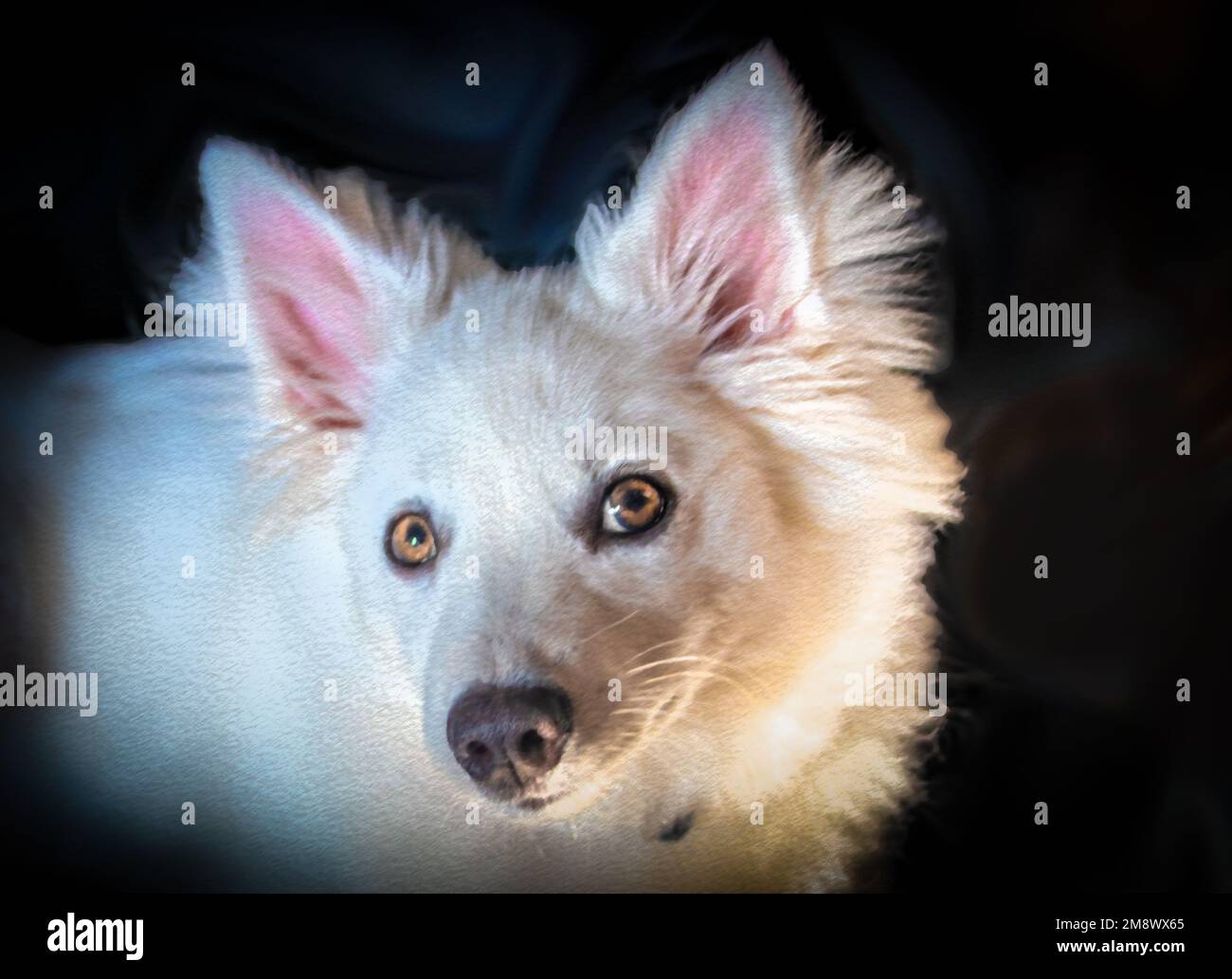 Painting of white dog - American Eskimo Spitz puppy - Stylized Stock Photo