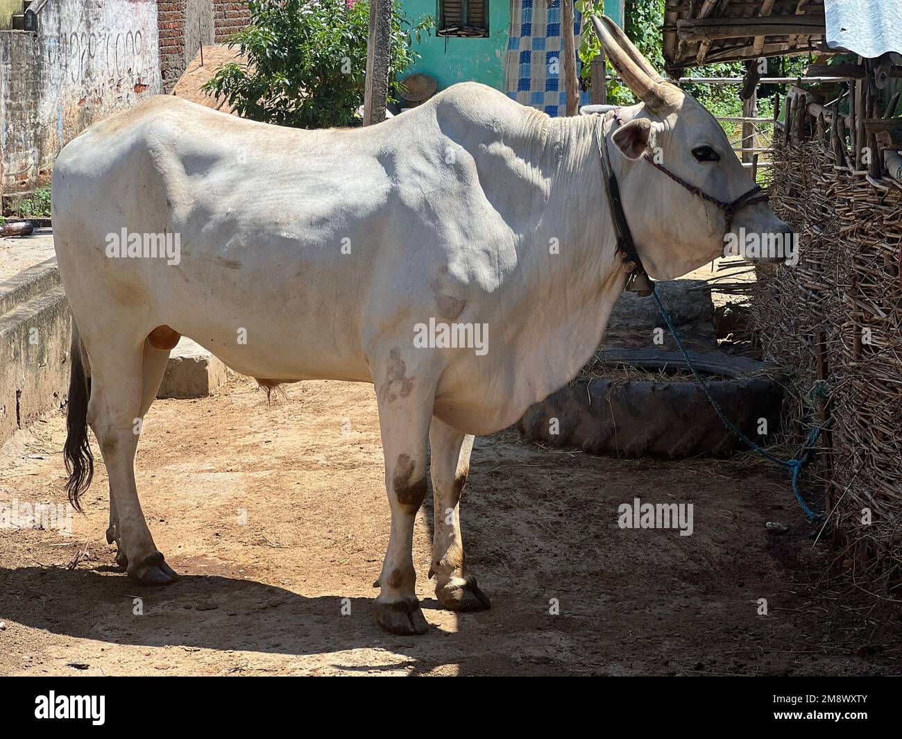 a Gangatiri cow roped in a barn Stock Photo - Alamy