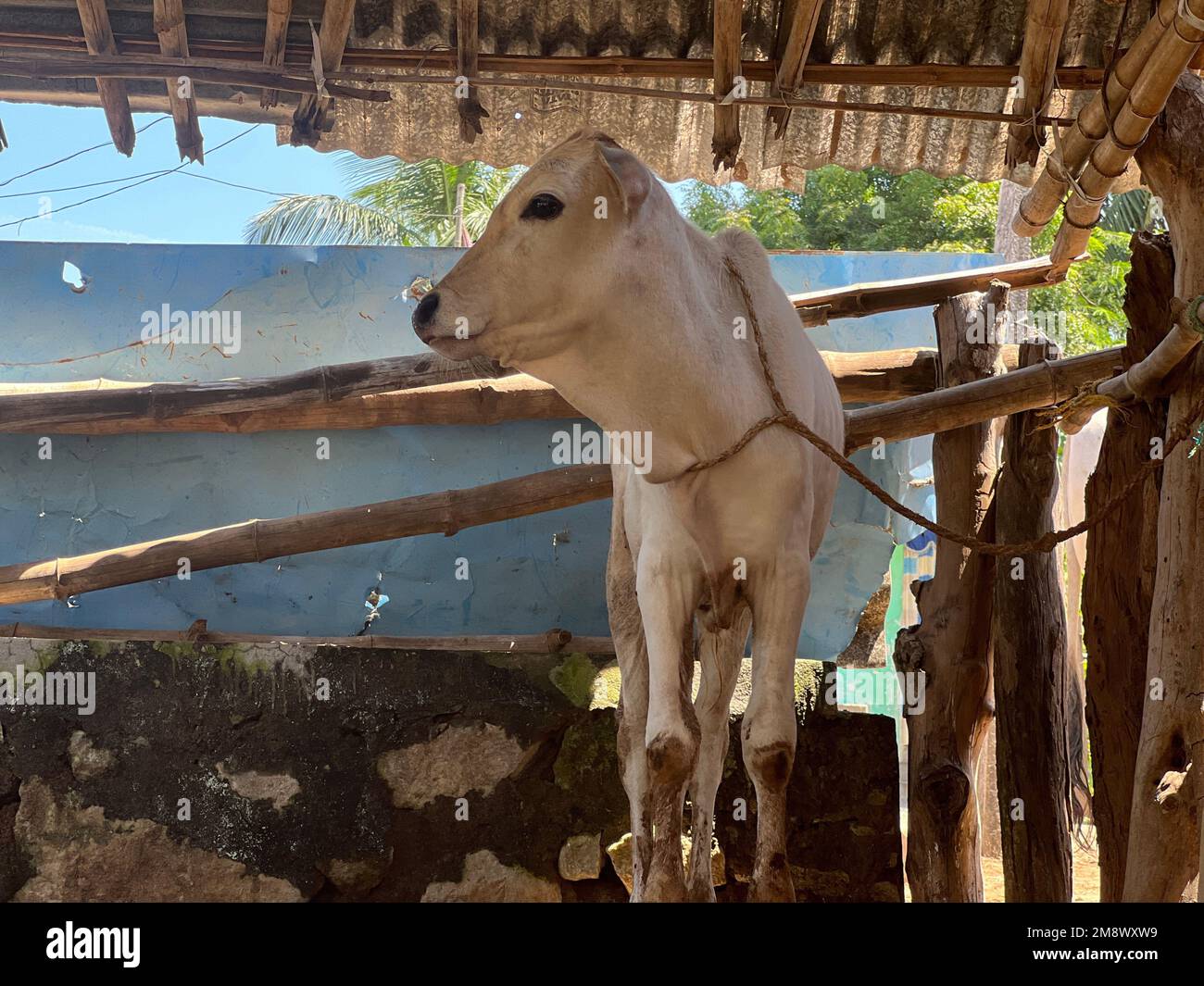a calf in a dairy farm Stock Photo - Alamy