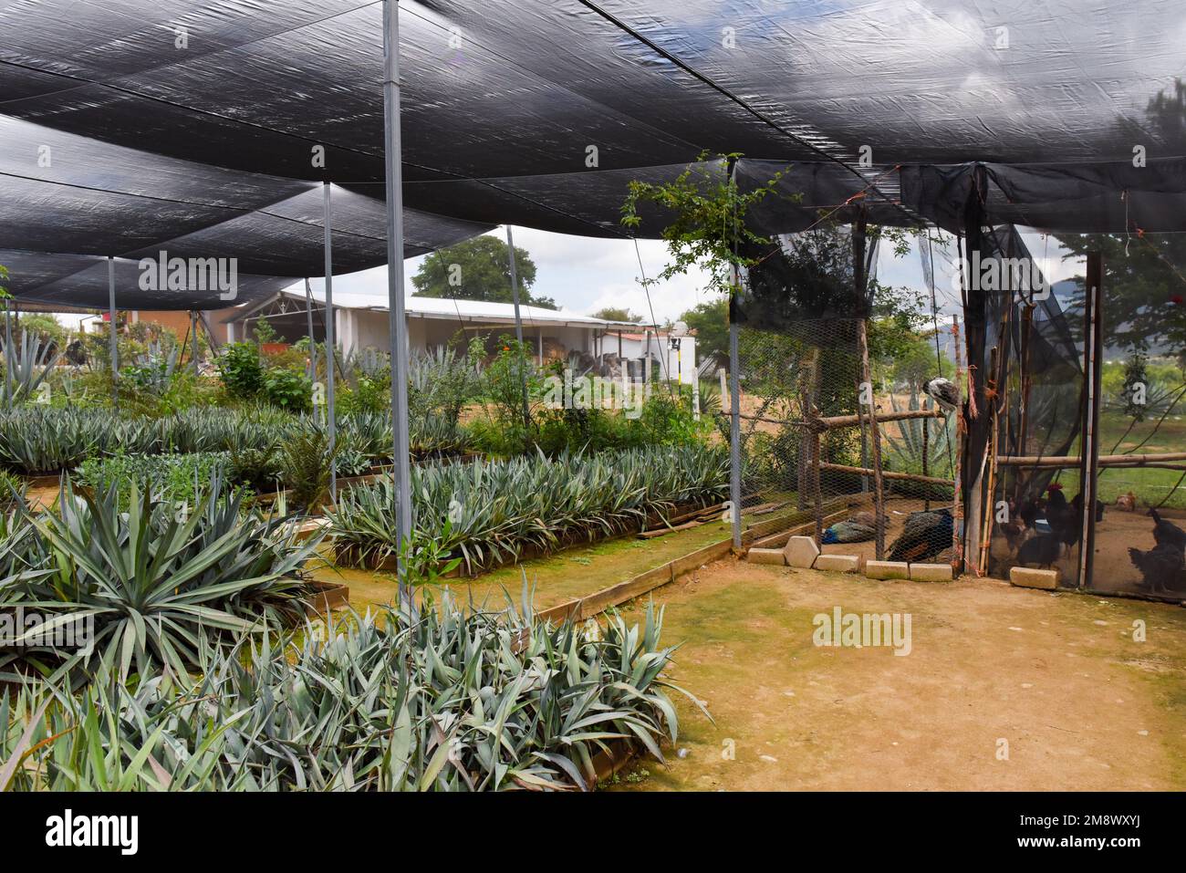 Chicken used as a natural 'pesticide' in the nursery greenhouse of a Mezcal farm in Oaxaca Mexico Stock Photo