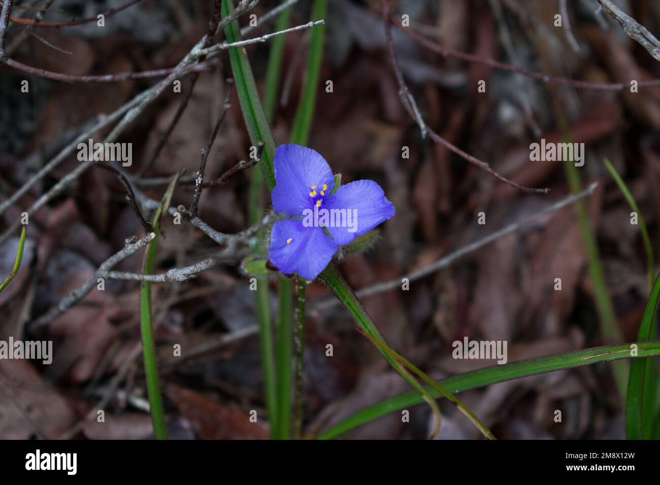 Three petaled blue purple flower Hairyflower spiderwort (Tradescantia hirsutiflora) Stock Photo