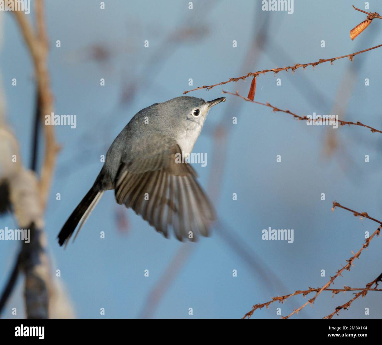 Blue-gray Gnatcatcher (Polioptila caerulea) hunting insects in a tree, Brazos Bend State Park, Texas, USA. Stock Photo