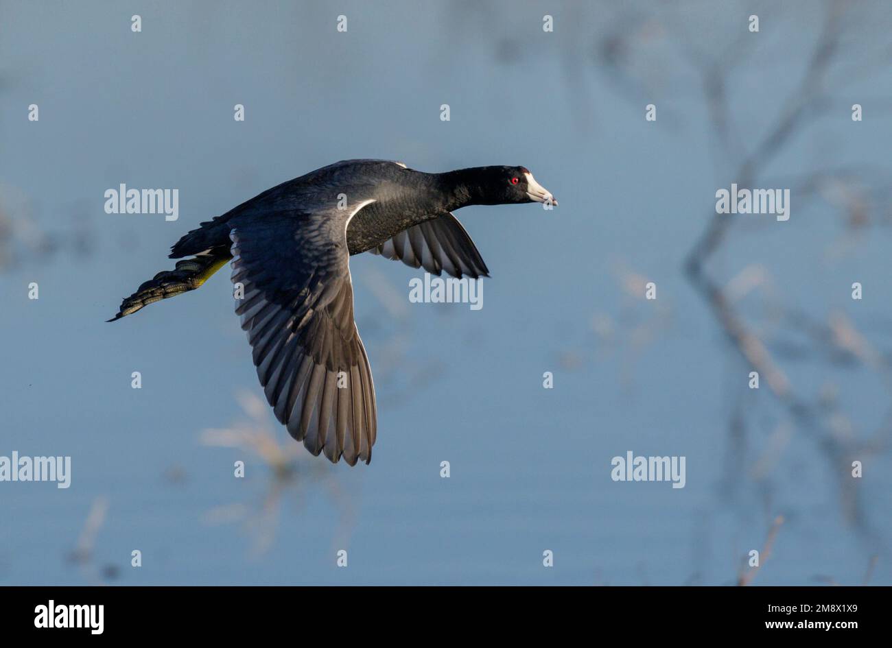 American coot (Fulica americana) flying over lake, Brazos Bend State Park, Texas, USA. Stock Photo