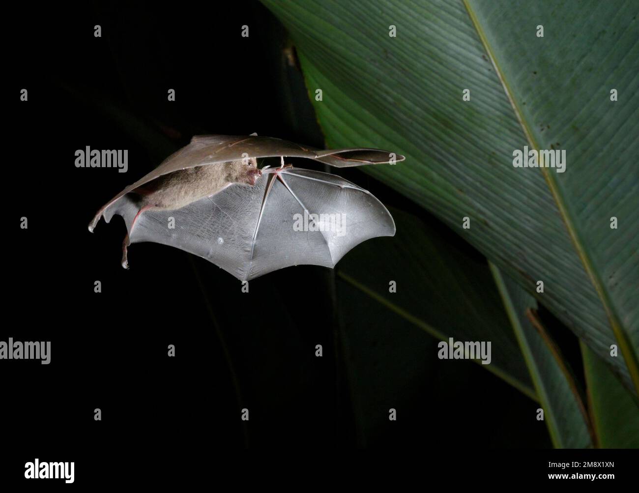 Seba's short-tailed fruit bat (Carollia perspicillata) flying under heliconia leaves at night, Puntarenas, Costa Rica. Stock Photo