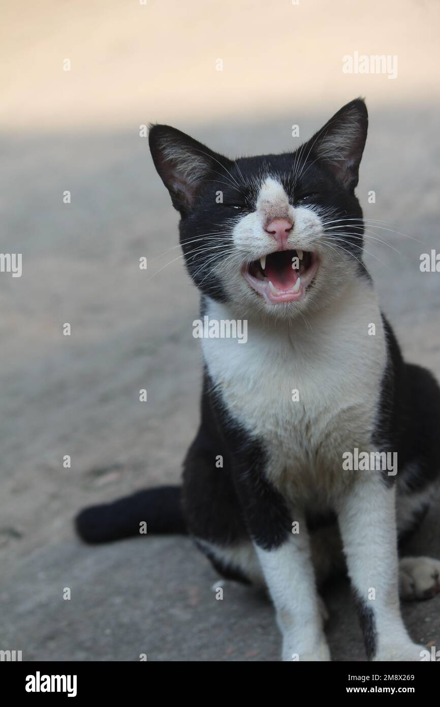 Black Cats Open Their Mouths In An Angry Meow Background, Picture
