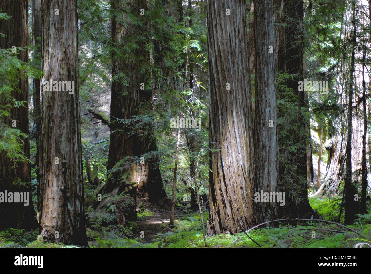 Redwood trees (Sequoia sempervirens), the tallest trees on earth, can