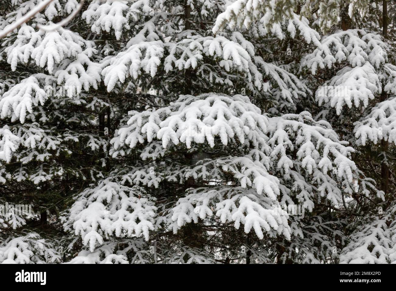Snow covered evergreen branches in winter Stock Photo