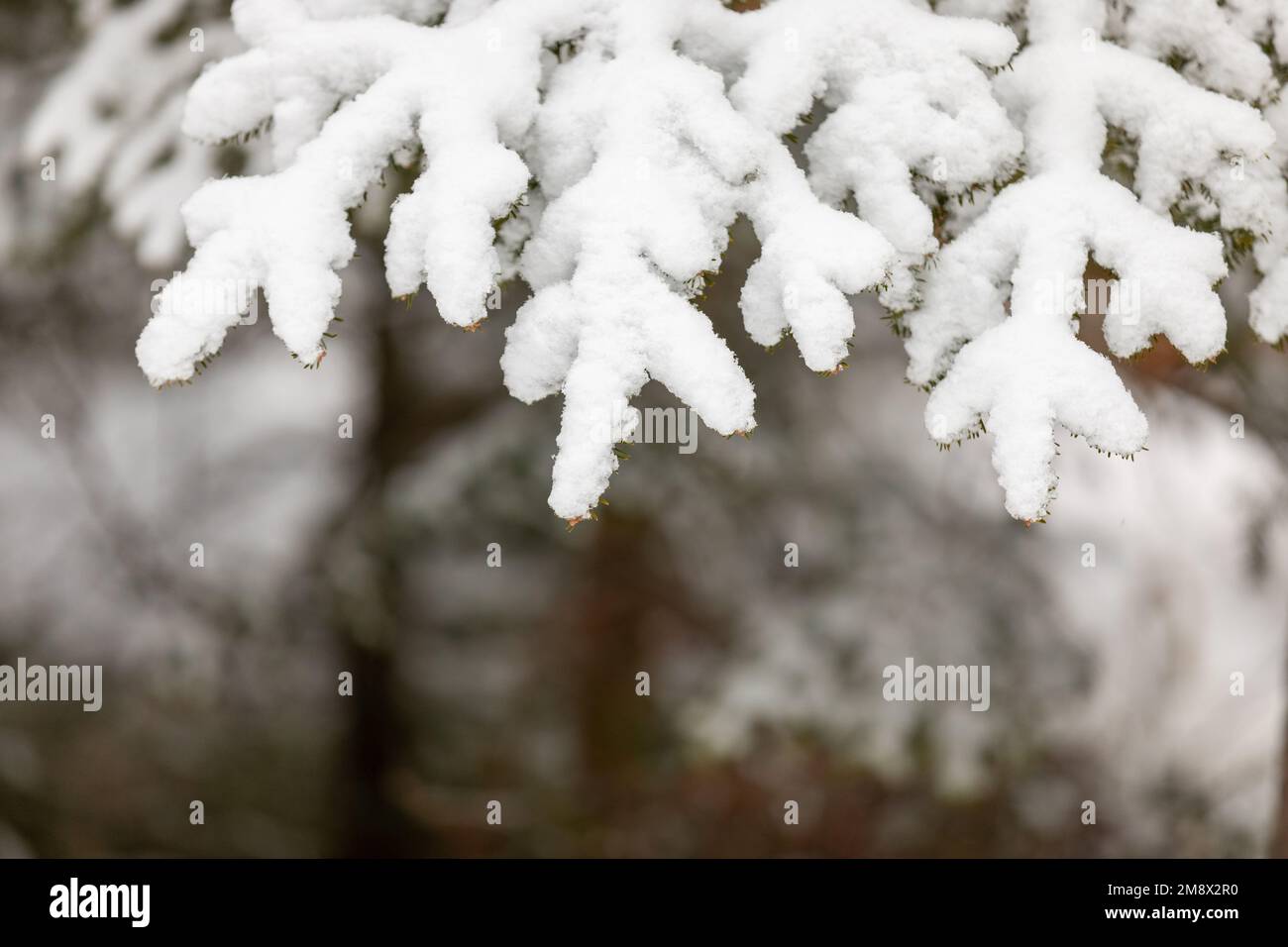 Snow covered pine branches with copy space Stock Photo