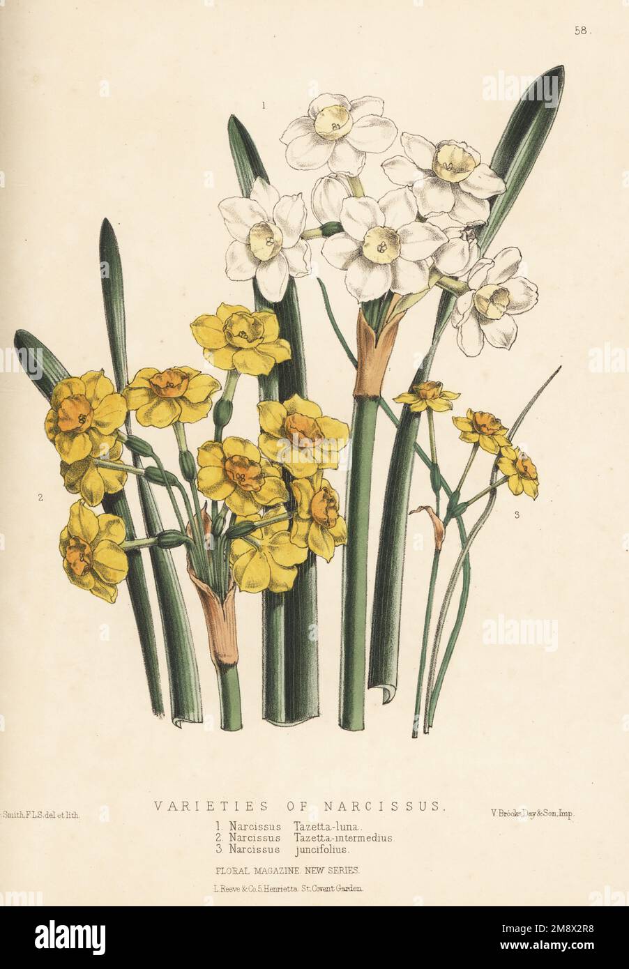 Varieties of daffodils, Narcissus species, raised by Barr and Sugden nursery. Paperwhite varieties, Narcissus tazetta-luna, Narcissus tazetta-intermedius, and jonquil or rush daffodil, Narcissus jonquilla (as Narcissus juncifolius). Handcolored botanical illustration drawn and lithographed by Worthington George Smith from Henry Honywood Dombrain's Floral Magazine, New Series, Volume 2, L. Reeve, London, 1873. Lithograph printed  by Vincent Brooks, Day & Son. Stock Photo