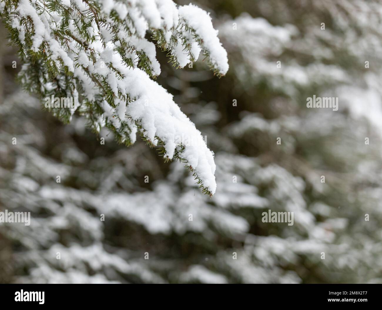Snow covered branches with negative space Stock Photo