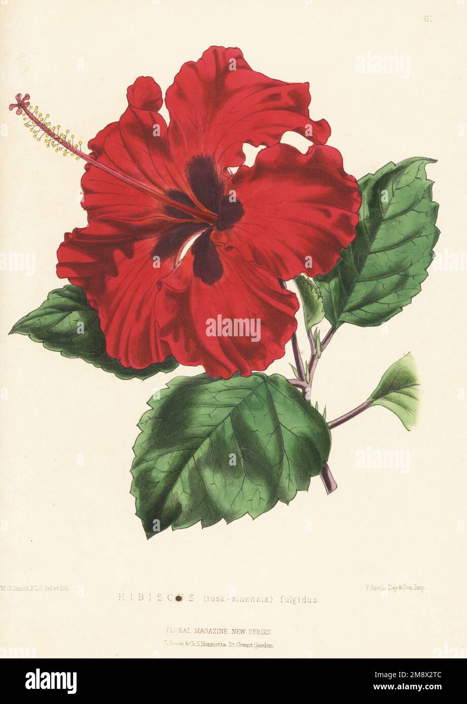 Chinese hibiscus, China rose, Hawaiian hibiscus, rose mallow and shoeblack plant, Hibiscus rosa-sinensis. Provided by William Bull of King's Road, Chelsea, from the South Sea Islands. As Hibiscus (rosa-sinensis) fulgidus. Handcolored botanical illustration drawn and lithographed by Worthington George Smith from Henry Honywood Dombrain's Floral Magazine, New Series, Volume 2, L. Reeve, London, 1873. Lithograph printed  by Vincent Brooks, Day & Son. Stock Photo