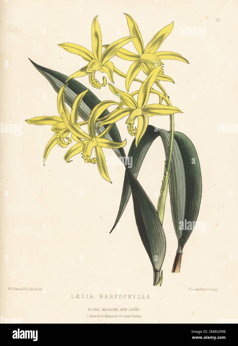 Cattleya harpophylla orchid. As Laelia harpophylla, native of Brazil, exhibited by Veitch and Sons of Chelsea as Laelia cinnabarina. Handcolored botanical illustration drawn and lithographed by Worthington George Smith from Henry Honywood Dombrain's Floral Magazine, New Series, Volume 2, L. Reeve, London, 1873. Lithograph printed  by Vincent Brooks, Day & Son. Stock Photo
