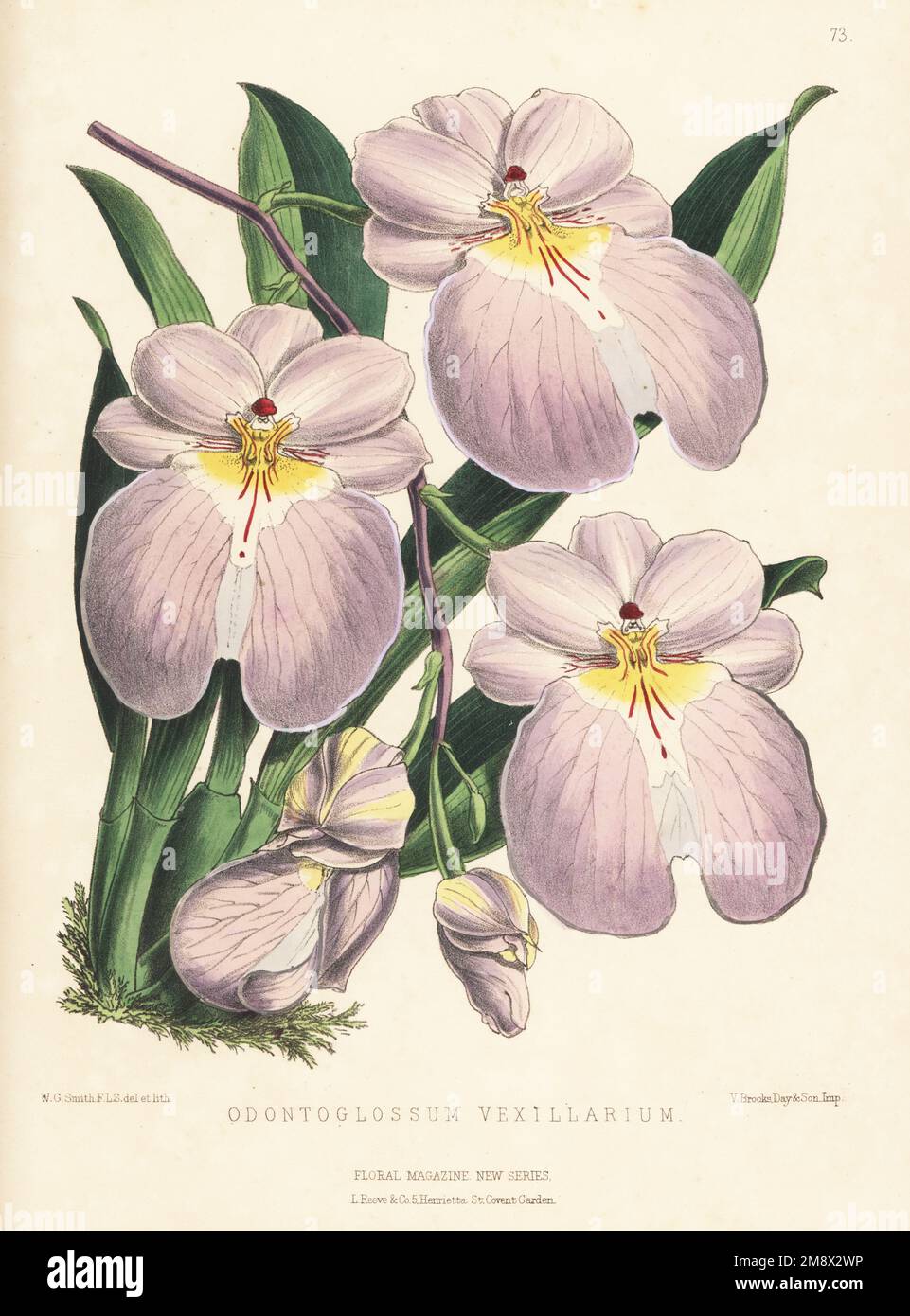 Flag-like Miltoniopsis orchid, Miltoniopsis vexillaria, native to Colombia and Ecuador. As Odontoglossum vexillarium, from a specimen raised by Veitch and Sons nursery, King's Road, Chelsea. Handcolored botanical illustration drawn and lithographed by Worthington George Smith from Henry Honywood Dombrain's Floral Magazine, New Series, Volume 2, L. Reeve, London, 1873. Lithograph printed  by Vincent Brooks, Day & Son. Stock Photo