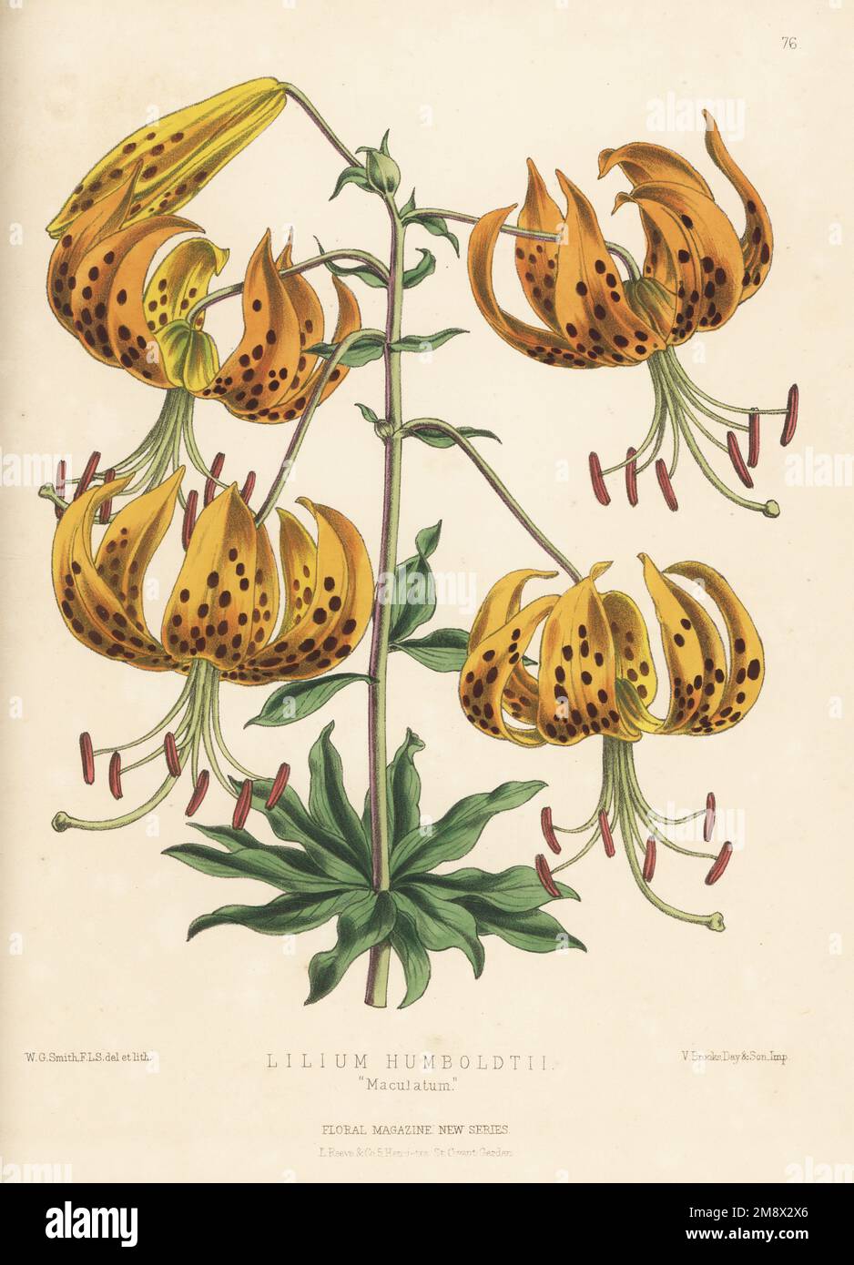 Humboldt's lily, Lilium humboldtii. As Lilium humboldtii maculatum. Native of California. Handcolored botanical illustration drawn and lithographed by Worthington George Smith from Henry Honywood Dombrain's Floral Magazine, New Series, Volume 2, L. Reeve, London, 1873. Lithograph printed  by Vincent Brooks, Day & Son. Stock Photo