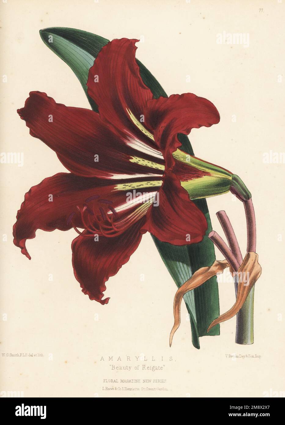 Amaryllis hybrid, Beauty of Reigate. Hybrid raised by Mr Brown, gardener to A. J. Waterlow of Reigate. Handcolored botanical illustration drawn and lithographed by Worthington George Smith from Henry Honywood Dombrain's Floral Magazine, New Series, Volume 2, L. Reeve, London, 1873. Lithograph printed  by Vincent Brooks, Day & Son. Stock Photo