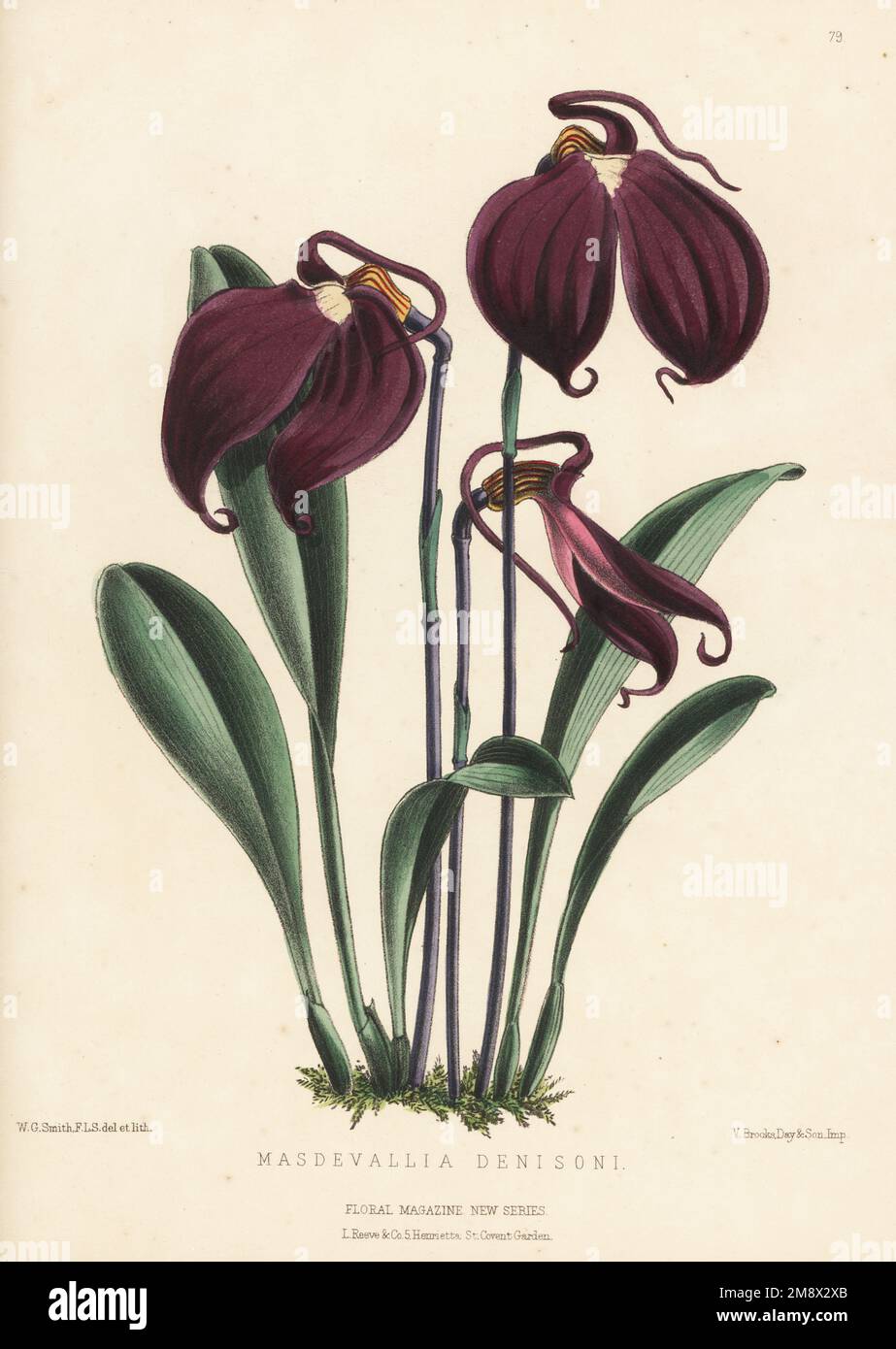 Little flag orchid, Masdevallia coccinea. As Masdevallia denisonii, exhibited by the orchid enthusiast William Denison, Lord Londesborough. Handcolored botanical illustration drawn and lithographed by Worthington George Smith from Henry Honywood Dombrain's Floral Magazine, New Series, Volume 2, L. Reeve, London, 1873. Lithograph printed  by Vincent Brooks, Day & Son. Stock Photo
