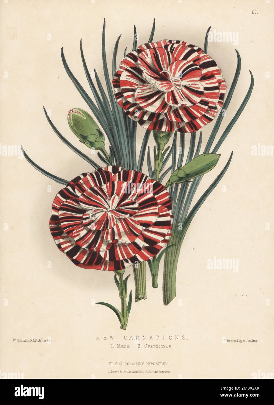 New varieties of carnations. Mars 1, a scarlet bizarre raised from Jackson's Captain Stott by Mr Hextall. Guardsman 2, another scarlet bizarre. Dianthus caryophyllus hybrid. Handcolored botanical illustration drawn and lithographed by Worthington George Smith from Henry Honywood Dombrain's Floral Magazine, New Series, Volume 2, L. Reeve, London, 1873. Lithograph printed  by Vincent Brooks, Day & Son. Stock Photo